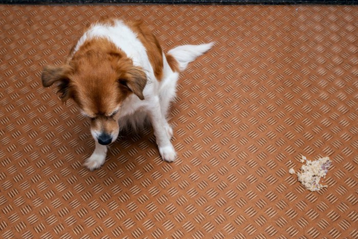 食べ物を吐き出してしまった犬