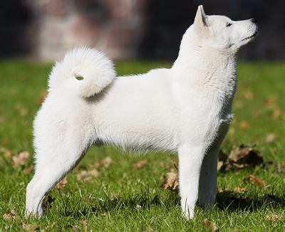 横を向く北海道犬の写真