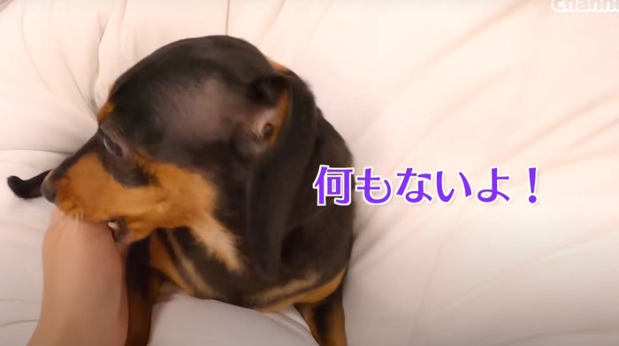 何もないよ！とお尻を隠す犬