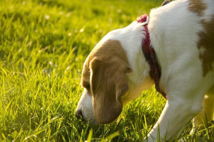 拾い食いをしようとする犬