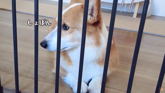 柵ごしに伏せる犬