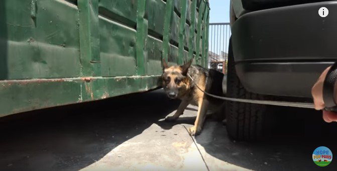 抵抗をあきらめた犬