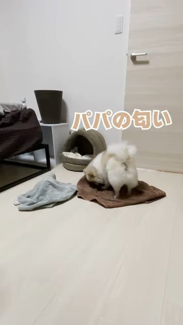 茶色のタオルのにおいを嗅ぐ犬