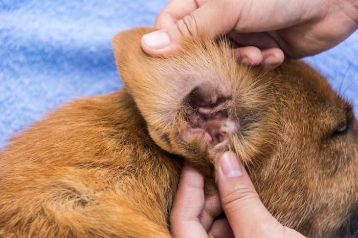 犬の耳を広げる人の手