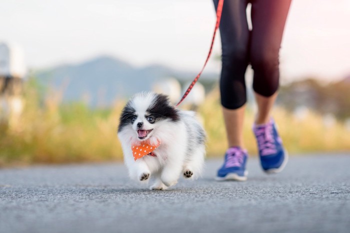 嬉しそうに走る犬