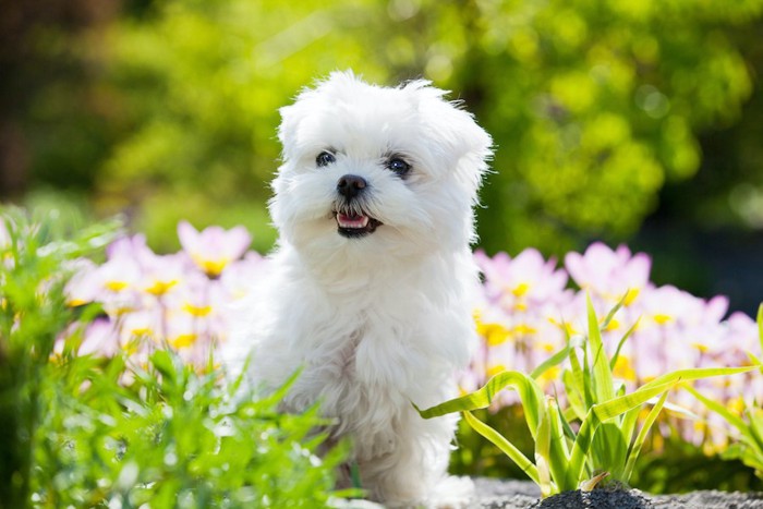 ピンクの花とマルチーズ