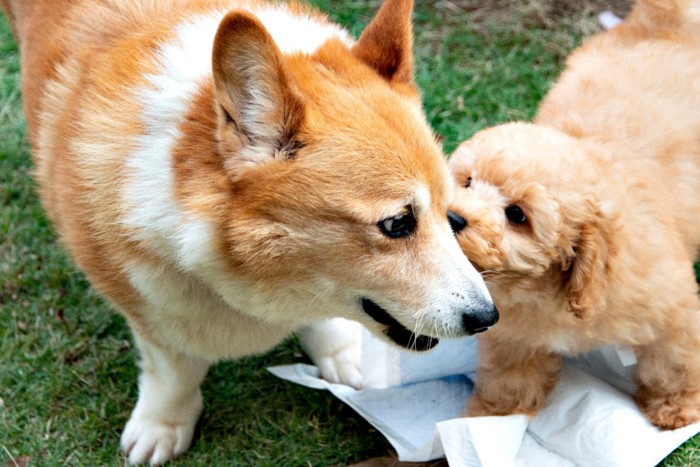 犬同士の挨拶