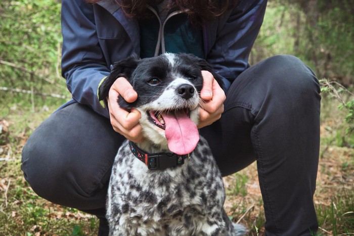 撫でられて嬉しそうな犬