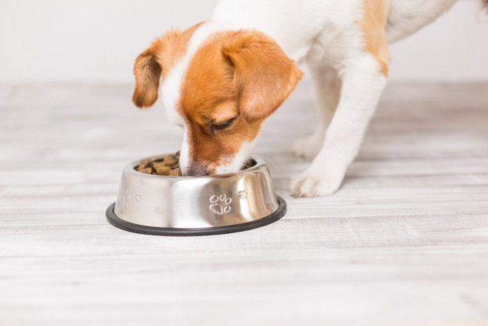 食事中の犬