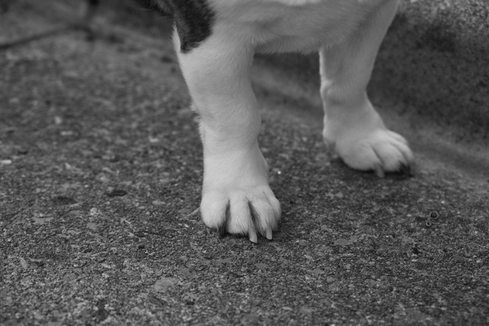 犬の前足、モノクロ写真