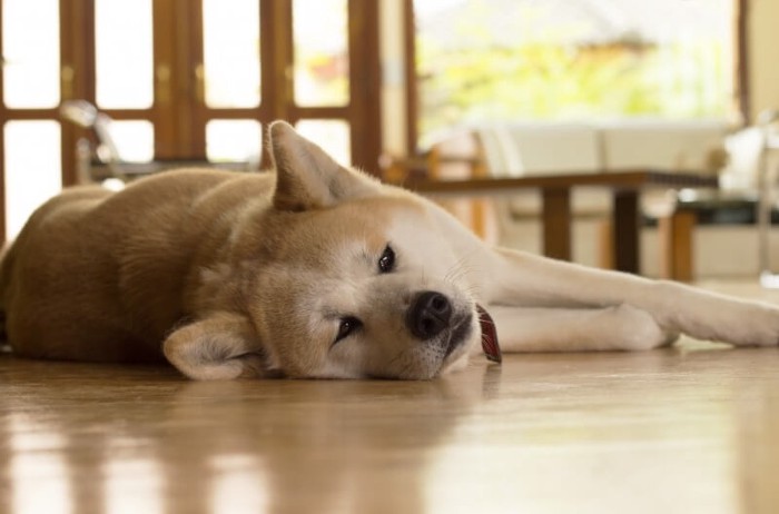 つまらなそうな顔で横になっている秋田犬