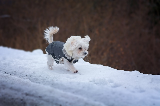 雪道を歩くマルチーズ