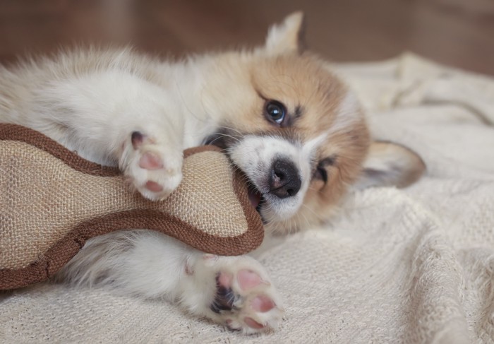 犬の歯の生え変わり時期