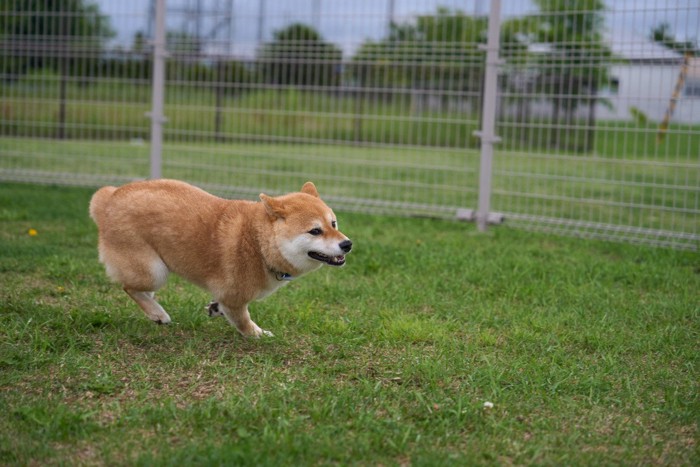 猛ダッシュする柴犬