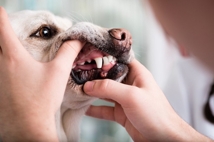 口をいじられる犬