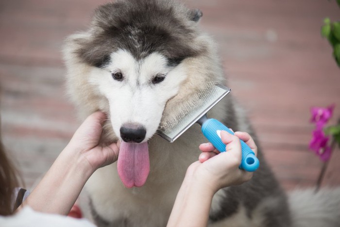 ブラッシングされる犬