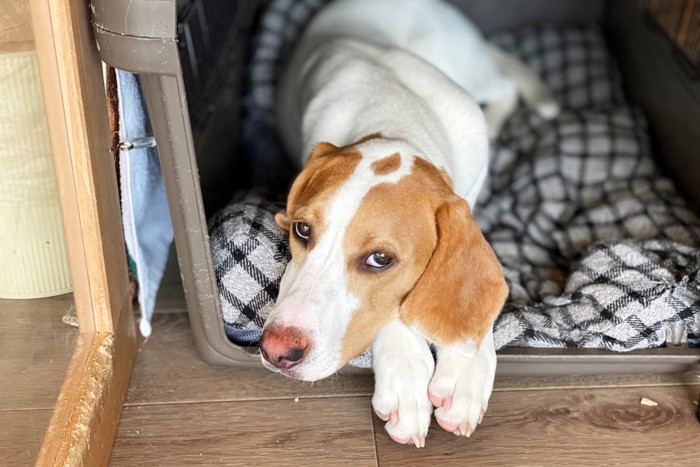 留守番中ハウスでくつろぐ犬