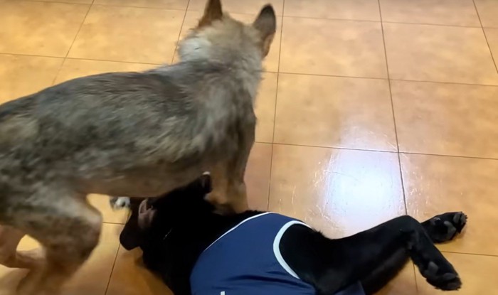 黒ラブと遊ぶ子犬