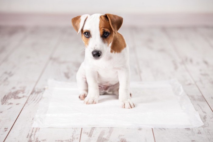 ペットシーツの上の犬