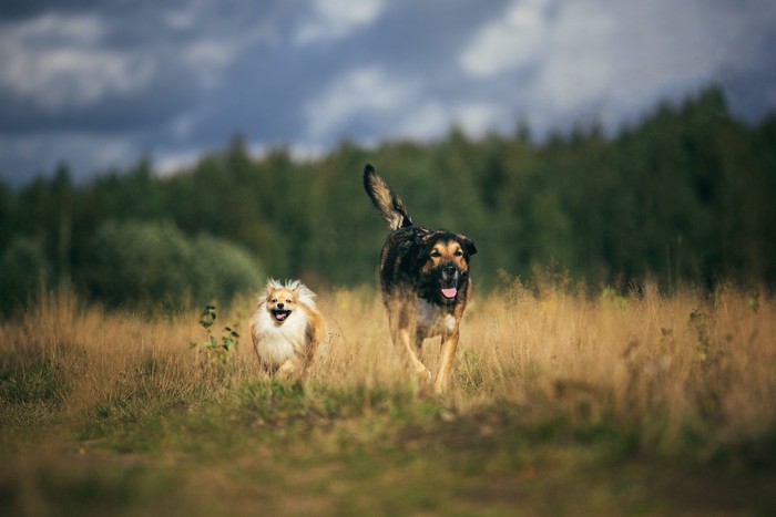 ポメラニアンと大型犬