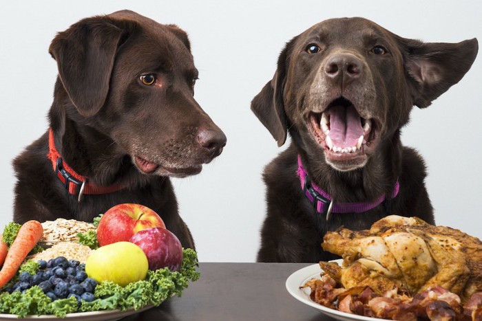 野菜と肉が載ったお皿と二匹の犬