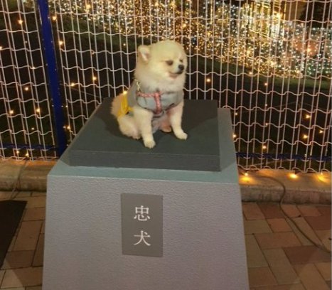 忠犬