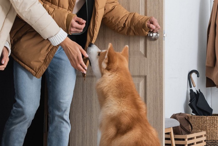 帰宅する飼い主を出迎える犬