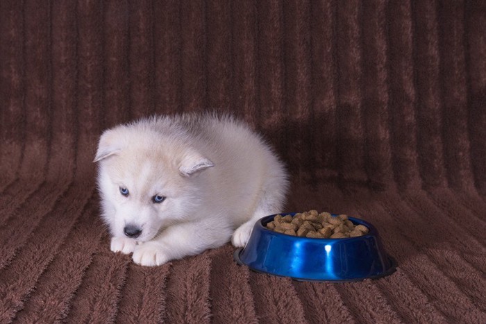 餌の横に伏せる犬