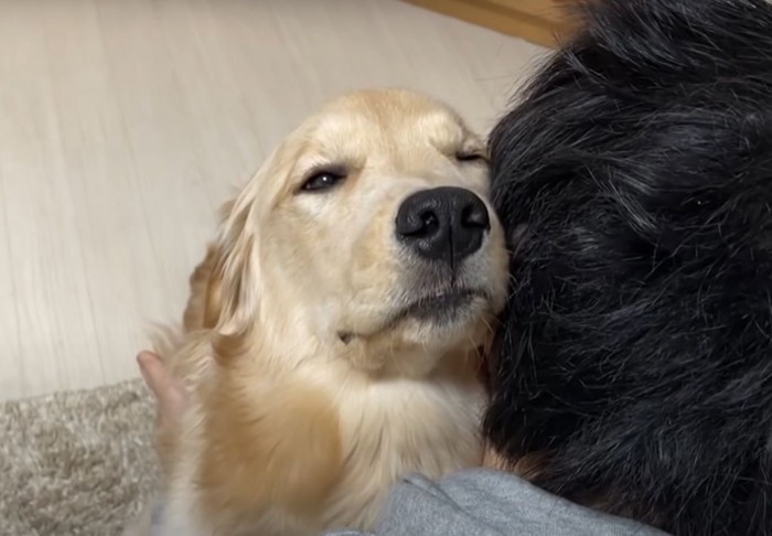 飼い主の肩に顔を乗せるゴールデン