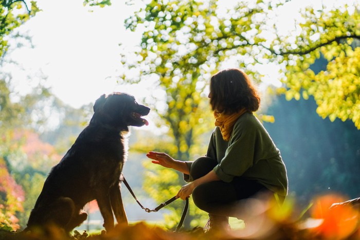 リードをつけた犬と向かい合って座る女性