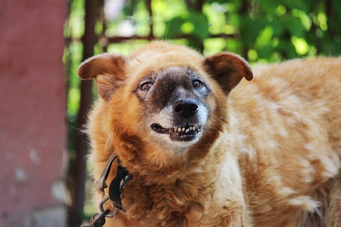 鼻に腫瘍ができた犬