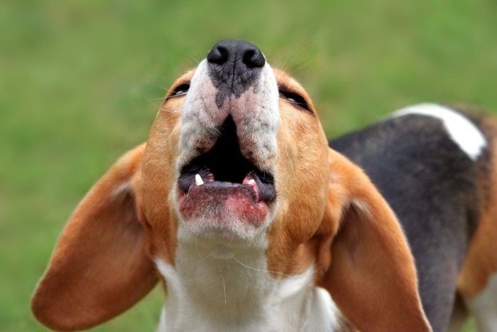 黒い背景考える犬