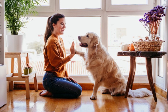 トレーニング遊びする女性と犬