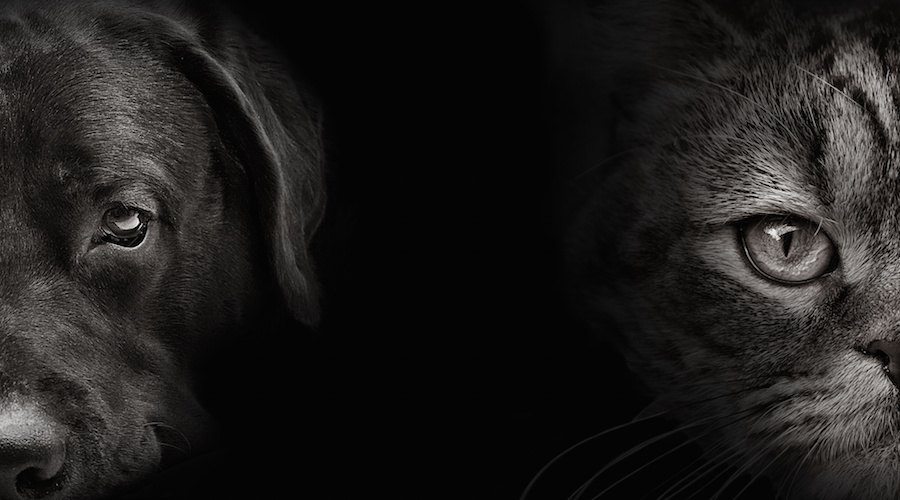 暗闇の中の猫と犬の顔