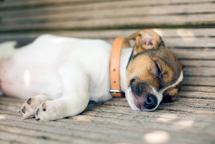 首輪をつけて寝ている子犬