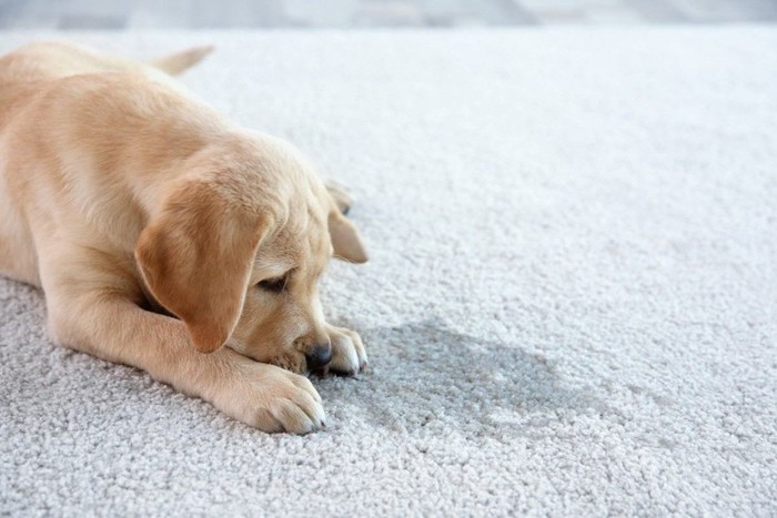 おしっこを見つめる犬