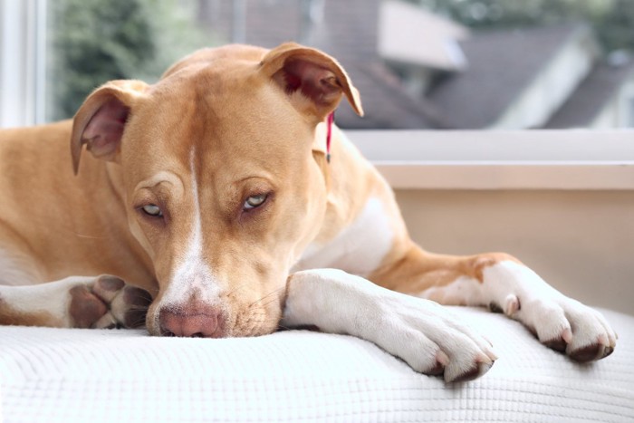 寂しそうに伏せる犬