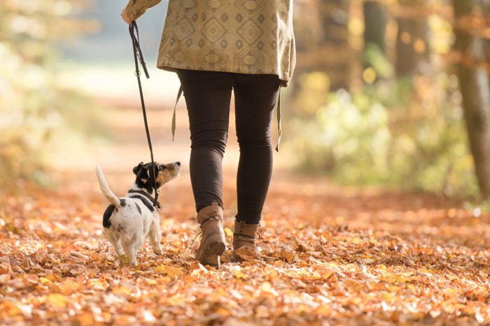 飼い主さんを見上げて歩く犬