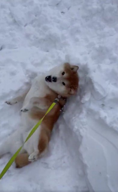 お散歩中