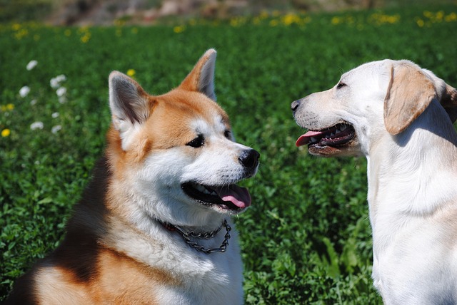 茶色の秋田犬