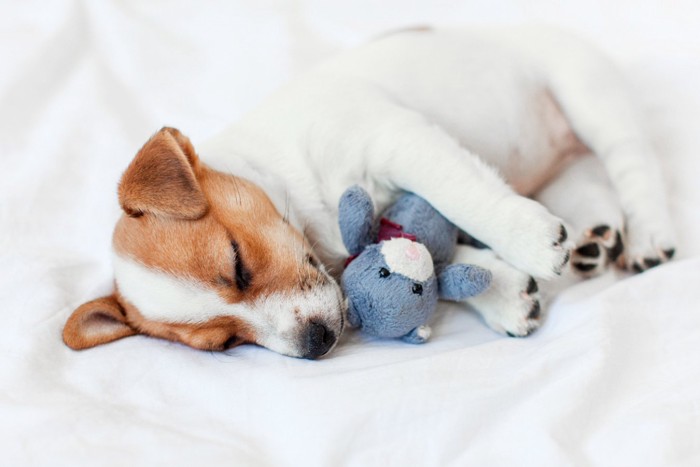 ぬいぐるみを抱えて眠る犬