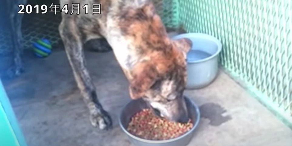 ご飯を食べる