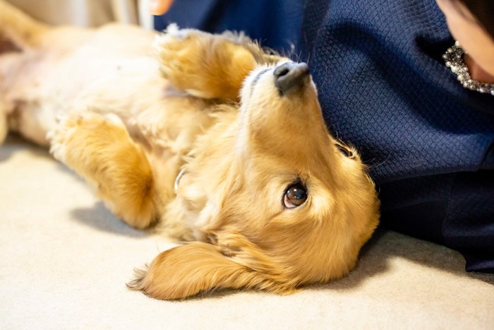 犬と人間が寝転んでる