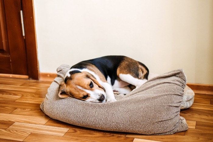 ぐったりしている犬