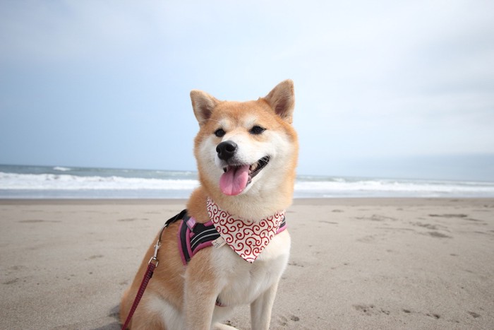 砂浜でお座りをする柴犬