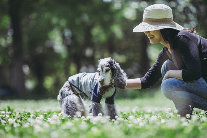 散歩を楽しむ老犬