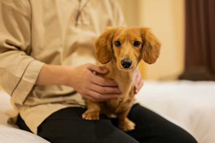 飼い主のひざの上にいる犬