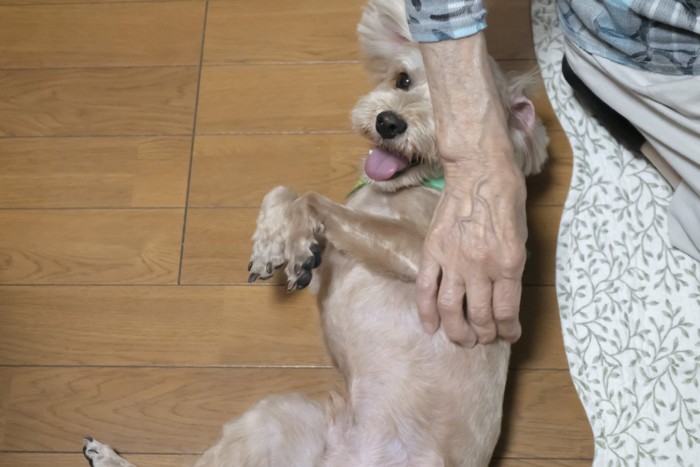 仰向けになって撫でられる犬