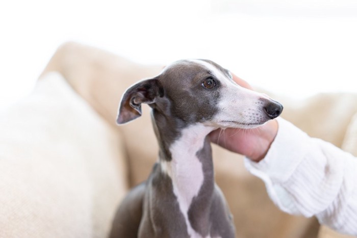 飼い主に撫でられて嬉しそうな犬