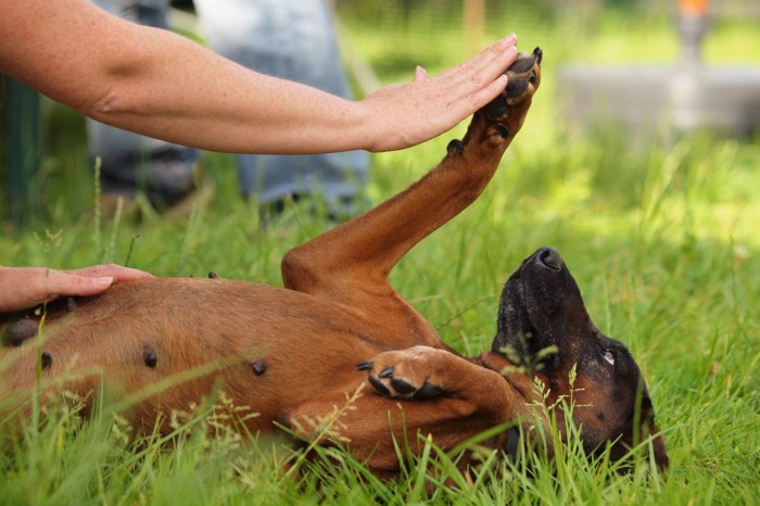 仰向けになってじゃれるメス犬